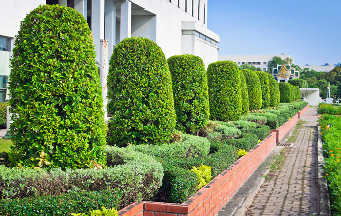 Reliable Tree Services